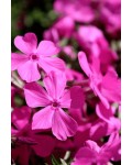 Флокс шилоподібний Друмонд Пінк|Phlox subulata `Drummond Pink`|Флокс шилоподібний Друмонд Пінк